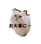 リアル白猫ちゃん（個別スタンプ：13）