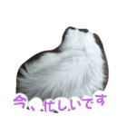 リアル白猫ちゃん（個別スタンプ：15）