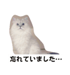 リアル白猫ちゃん（個別スタンプ：17）
