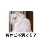 リアル白猫ちゃん（個別スタンプ：19）