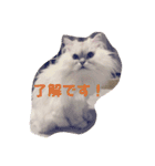 リアル白猫ちゃん（個別スタンプ：20）