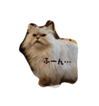 リアル白猫ちゃん（個別スタンプ：21）