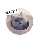 リアル白猫ちゃん（個別スタンプ：23）