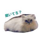 リアル白猫ちゃん（個別スタンプ：24）