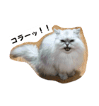 リアル白猫ちゃん（個別スタンプ：27）