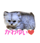 リアル白猫ちゃん（個別スタンプ：28）