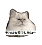 リアル白猫ちゃん（個別スタンプ：30）