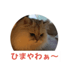 リアル白猫ちゃん（個別スタンプ：31）