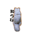 リアル白猫ちゃん（個別スタンプ：37）