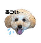 ちくわ君です。②（個別スタンプ：12）