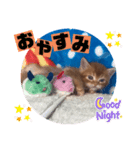 ねこまーち アクアマリンスター（個別スタンプ：4）