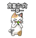 猫大好き！（大）その36(お返事）（個別スタンプ：12）