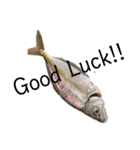 魚三昧ver15（個別スタンプ：4）