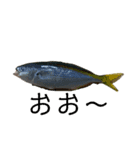 魚三昧ver15（個別スタンプ：6）