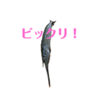 魚三昧ver15（個別スタンプ：7）