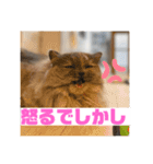 関西弁を話す猫（あまちゃん）（個別スタンプ：1）