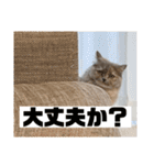 関西弁を話す猫（あまちゃん）（個別スタンプ：5）