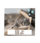 関西弁を話す猫（あまちゃん）（個別スタンプ：6）