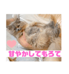 関西弁を話す猫（あまちゃん）（個別スタンプ：7）