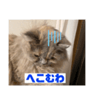 関西弁を話す猫（あまちゃん）（個別スタンプ：9）