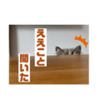 関西弁を話す猫（あまちゃん）（個別スタンプ：11）