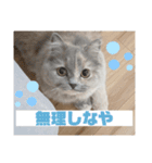 関西弁を話す猫（あまちゃん）（個別スタンプ：13）