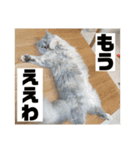 関西弁を話す猫（あまちゃん）（個別スタンプ：16）