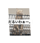 わんにゃんStyle（個別スタンプ：2）