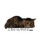 わんにゃんStyle（個別スタンプ：3）