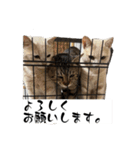 わんにゃんStyle（個別スタンプ：8）