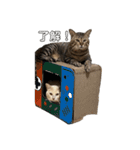 わんにゃんStyle（個別スタンプ：10）