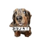 わんにゃんStyle（個別スタンプ：11）