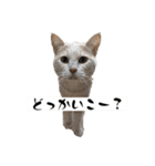 わんにゃんStyle（個別スタンプ：19）