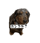 わんにゃんStyle（個別スタンプ：23）