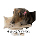 わんにゃんStyle（個別スタンプ：25）