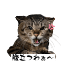 わんにゃんStyle（個別スタンプ：26）