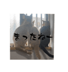 わんにゃんStyle（個別スタンプ：31）