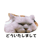 白猫ネーコ（個別スタンプ：1）
