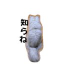 白猫ネーコ（個別スタンプ：37）