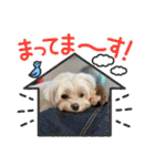 愛犬マルチーズ♡（個別スタンプ：7）