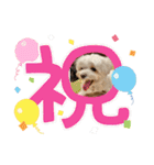 愛犬マルチーズ♡（個別スタンプ：17）