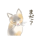 毎日ねこねこ、毎日キュート（個別スタンプ：33）