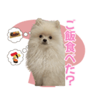 愛犬ミルク♥（個別スタンプ：3）