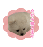 愛犬ミルク♥（個別スタンプ：5）