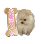 愛犬ミルク♥（個別スタンプ：7）