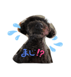 でかぷーオレオ（個別スタンプ：1）
