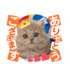 ねこまーち トライアンフ（個別スタンプ：1）