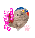 ねこまーち トライアンフ（個別スタンプ：5）