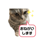 佐藤家の猫のペコ（個別スタンプ：1）