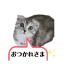 佐藤家の猫のペコ（個別スタンプ：2）